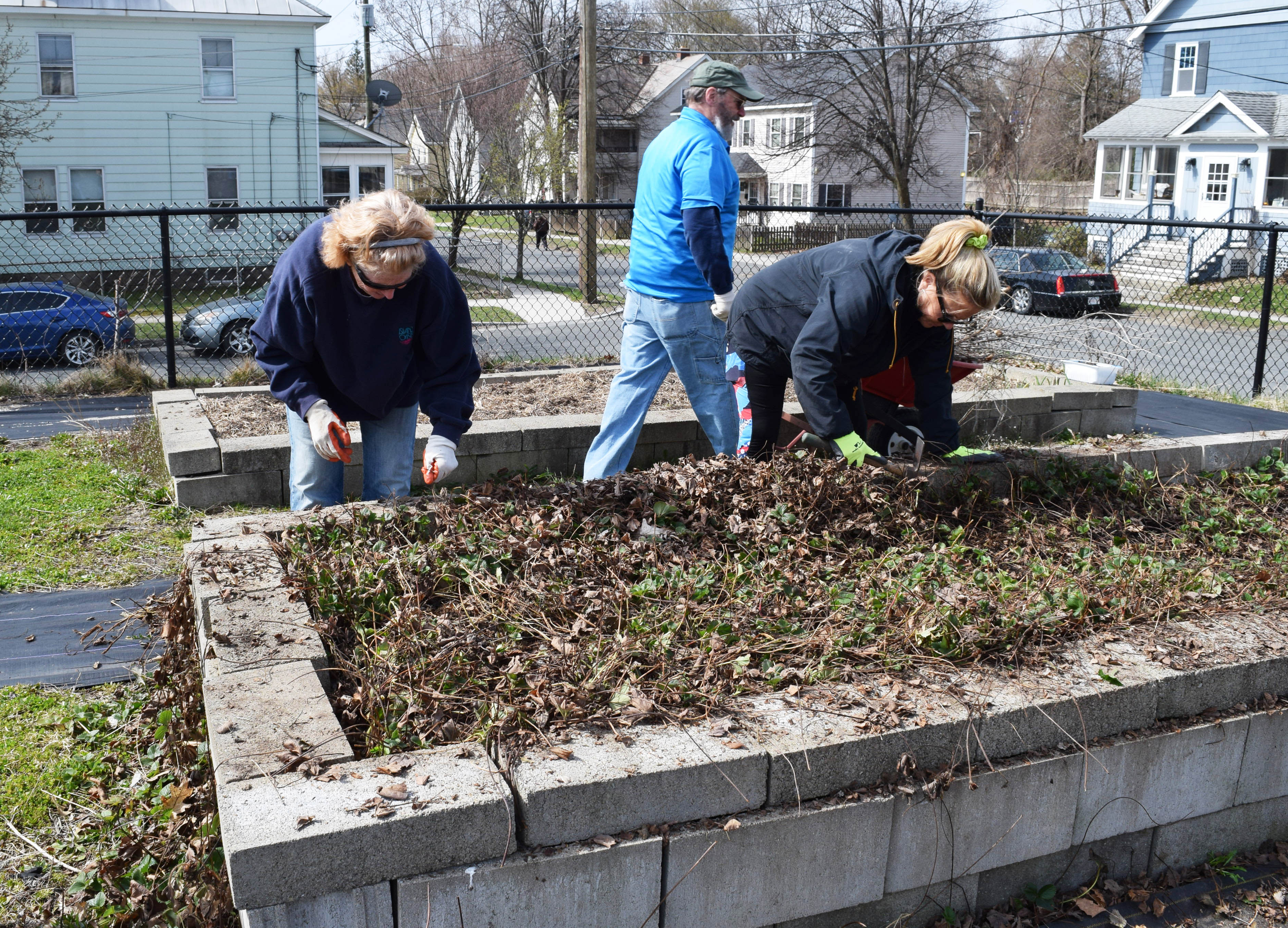 Two volunteers from UNICO clean up the strawberry bed